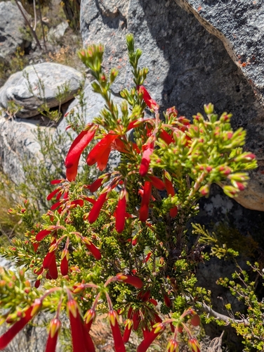 Bloodtube Heath (Erica haematosiphon)