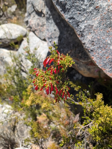 Image of Bloodtube Heath (Erica haematosiphon) by (c) Michael D. Pirie, some rights reserved (CC BY)