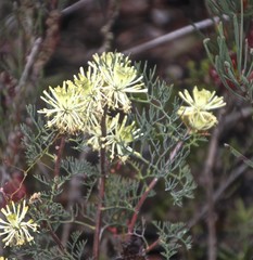 Petrophile divaricata