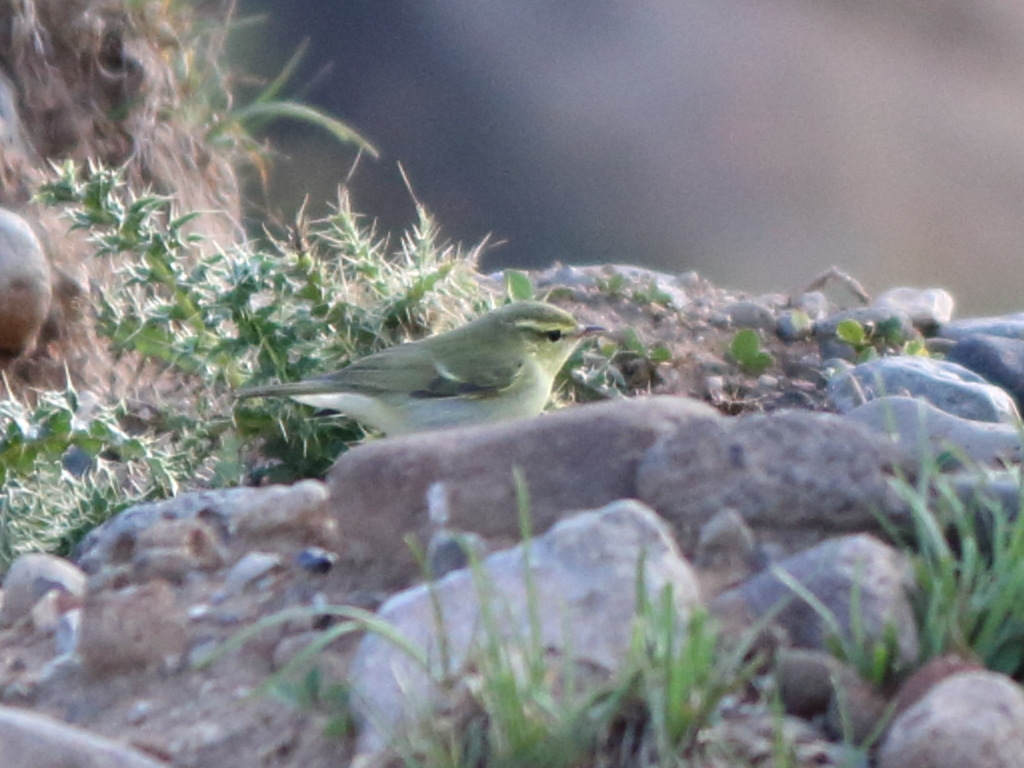 Green Warbler