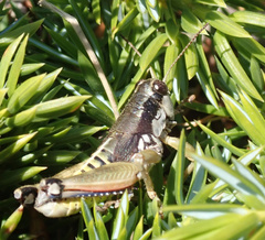 Podisma amedegnatoae