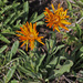 Curlyhead Goldenweed - Photo (c) Jerry Oldenettel, some rights reserved (CC BY-NC-SA)