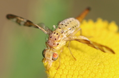 Chaetorellia jaceae