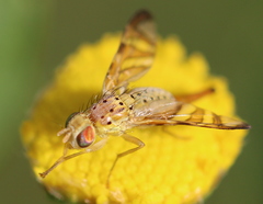 Chaetorellia jaceae