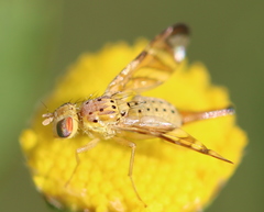 Chaetorellia jaceae