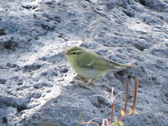 Phylloscopus nitidus