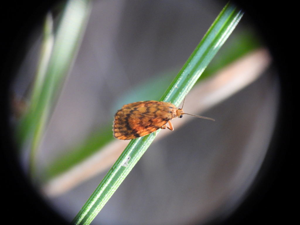Cyme structa from Coomba Park NSW 2428, Australia on December 21, 2024 ...