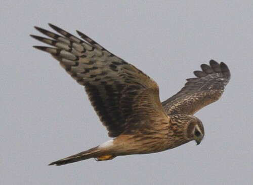 Hen Harrier
