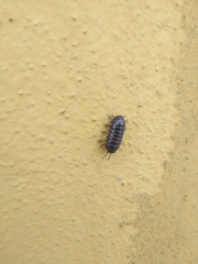 Armadillidium vulgare