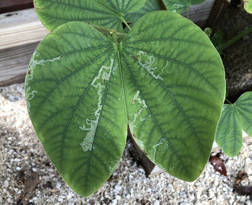 Liriomyza schmidti photo 3