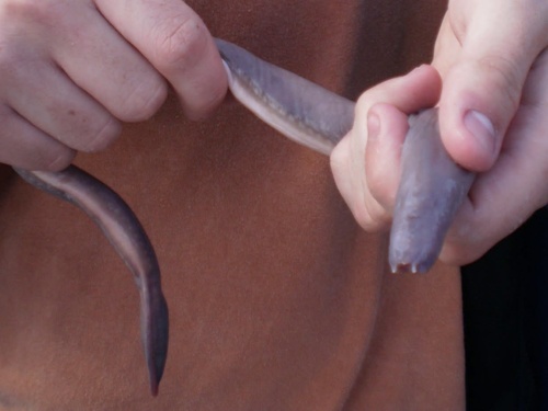 Atlantic hagfish (Myxine limosa) — Myxinidae — 5