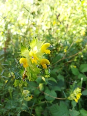 Rhinanthus glacialis