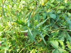 Rhinanthus glacialis