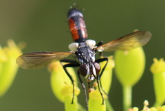 Cylindromyia auriceps