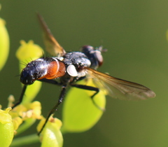 Cylindromyia auriceps