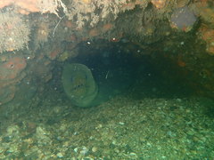 Gymnothorax funebris