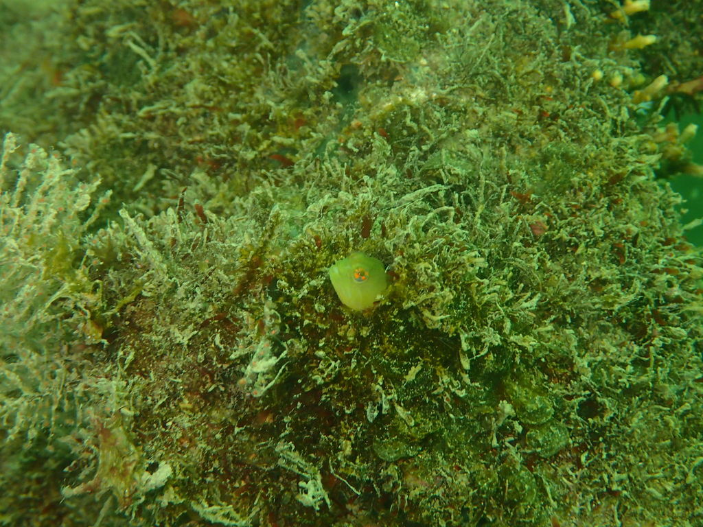 Warthead Blenny