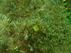 Protemblemaria punctata