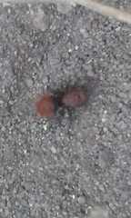 Dasymutilla coccineohirta