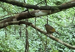 Liocichla steerii