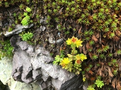 Sedum alpestre