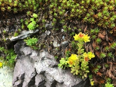 Sedum alpestre