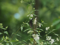 Euploea mulciber barsine