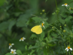 Eurema blanda arsakia