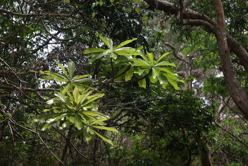 Barringtonia neocaledonica observed 2024-12-07