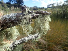 Ramalina peruviana