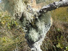 Ramalina peruviana