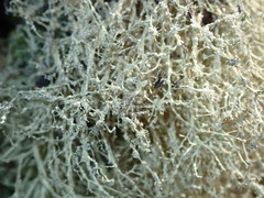 Ramalina peruviana