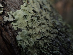Flavoparmelia haywardiana