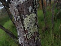 Flavoparmelia haywardiana