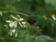 Caltoris cahira austeni
