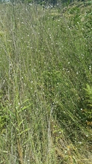 Cephalaria joppensis