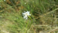 Cephalaria joppensis