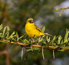 Crithagra citrinelloides