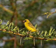 Crithagra citrinelloides