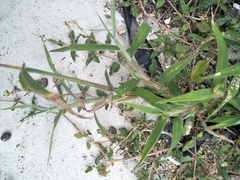 Digitaria sericea
