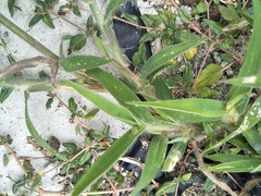 Digitaria sericea