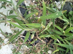 Digitaria sericea