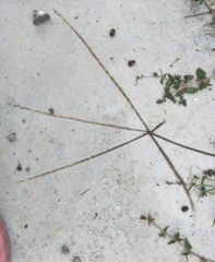 Digitaria sericea