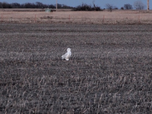 Snowy Owl photographed in Kansas