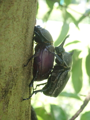 Trypoxylus dichotomus