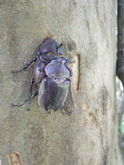 Trypoxylus dichotomus