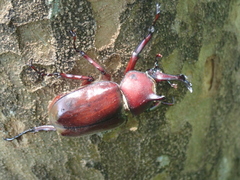 Trypoxylus dichotomus