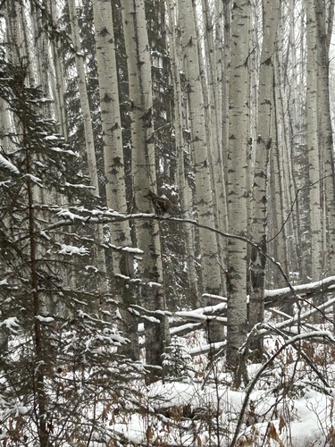 Ruffed Grouse