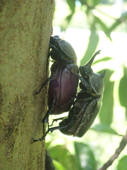 Trypoxylus dichotomus