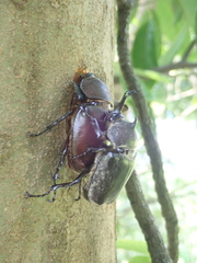 Trypoxylus dichotomus